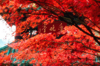 中国四大赏枫胜地－长沙岳麓山爱晚亭红枫