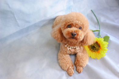 咖啡色泰迪犬与向日葵
