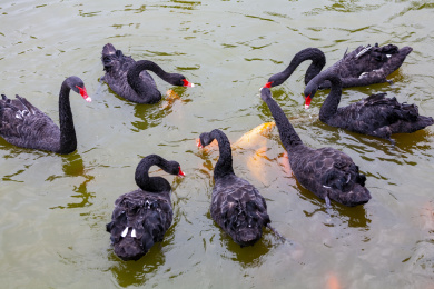 鄱阳湖公园里的黑天鹅和锦鲤争食