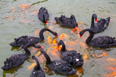 鄱阳湖公园里的黑天鹅和锦鲤争食