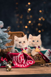 2只金渐层英短幼猫在圣诞背景桌面上