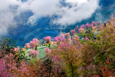 云南省大理州南涧县无量山樱花谷自然景观