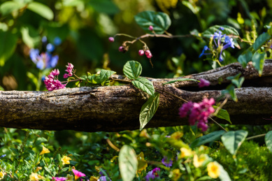 横倒放在花草丛中的树躯杆树枝