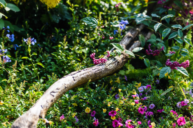 草花丛中大树根