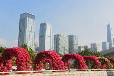 中国深圳市民中心广场鲜花廊架及城市建筑 