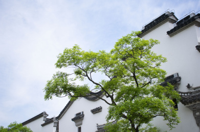 白墙古迹前的松柏