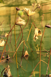 秋季树叶残荷小景特写