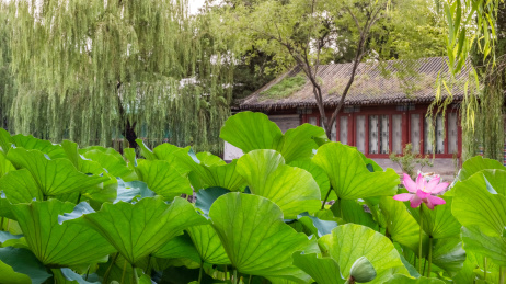 中国北京清华大学水木清华的荷塘风景