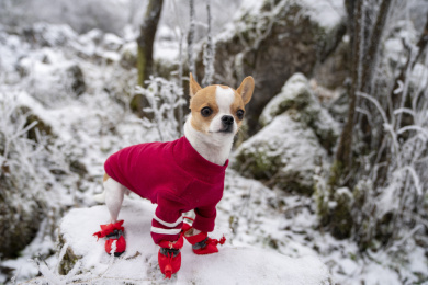 宠物狗吉娃娃在雪地里玩耍