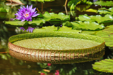  夏天水池里的一片绿色的王莲