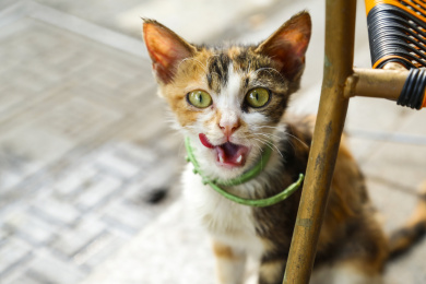 椅子旁边一只吐舌头的小猫