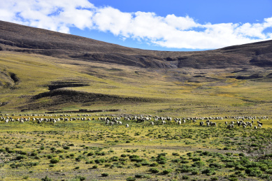 中国西藏山南地区金色的秋天美景