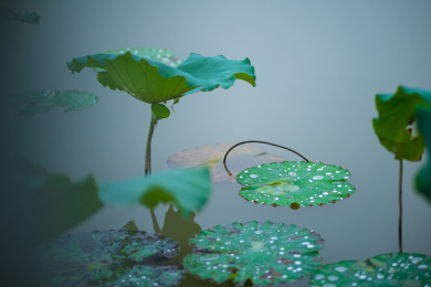 中国杭州滨江白马湖公园中的初秋荷塘景色