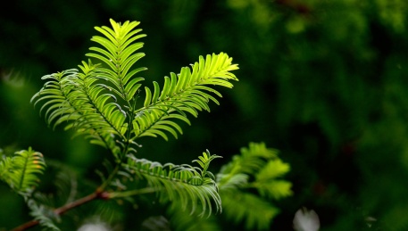 侧逆光中的嫩绿水杉树叶特写