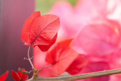 盛开的美丽鲜花粉红色的勒杜鹃花卉