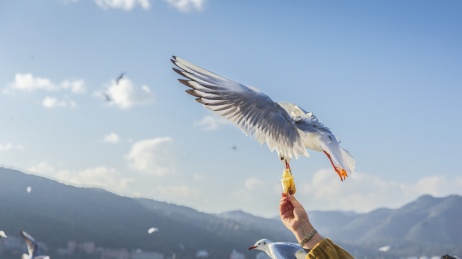 云南昆明海埂大坝喂食红嘴鸥景观