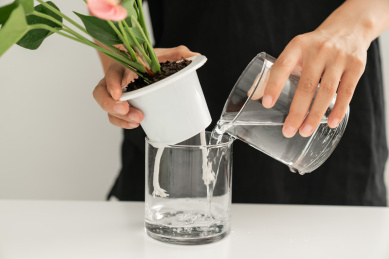 给桌面盆栽浇水