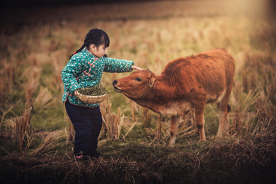 身穿花棉袄喂牛的小女孩