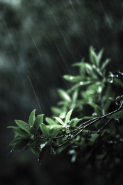 如丝细雨飘打树叶