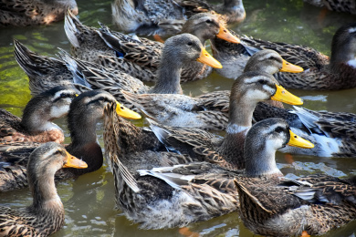 农家散养的一群鸭子在池塘里游水