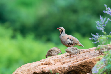 石鸡妈妈带着它的幼崽在进食