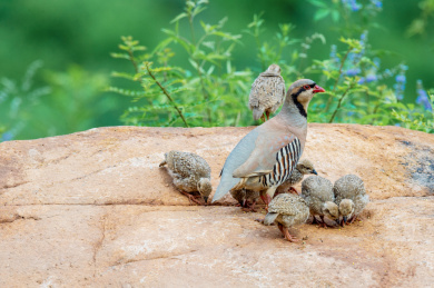 石鸡妈妈带着它的幼崽在进食