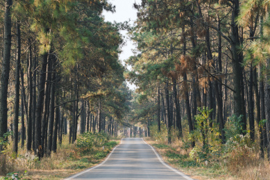 秋天的止马岭森林公园