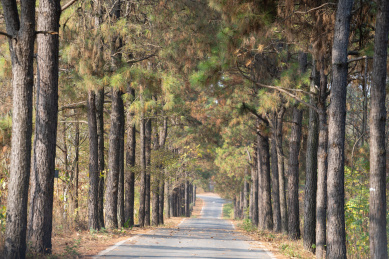 秋天的止马岭森林公园