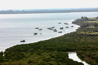 中国海南热带植物红树林椰树风景