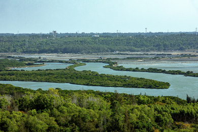 中国海南热带植物红树林椰树风景