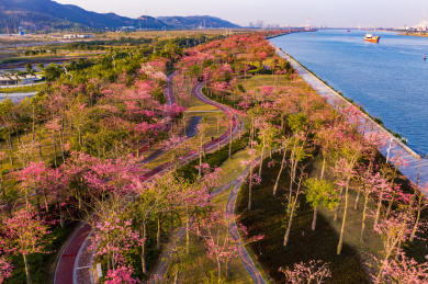 珠海横琴异木棉花海长廊