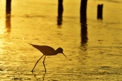 中国深圳湾公园日出时金色海滩上小鸟的剪影