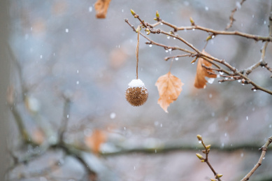 落满积雪的梧桐球球果实