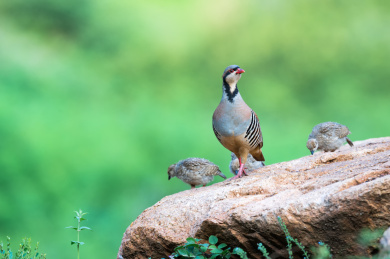 一只石鸡和它的幼崽站在岩石上