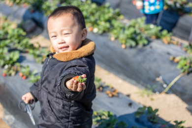 孩子在草莓地采摘草莓 