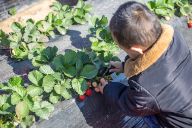 孩子在草莓地采摘草莓 