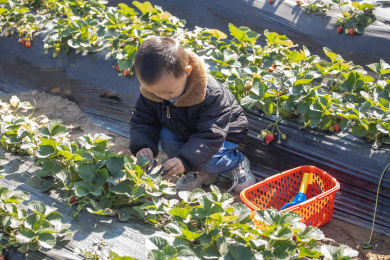 孩子在草莓地采摘草莓 