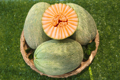 绿色草坪上放着一蓝新鲜网纹瓜