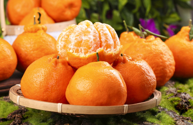 草地上放着一蓝新鲜四川春见耙耙柑