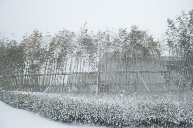 暴雪中的竹子