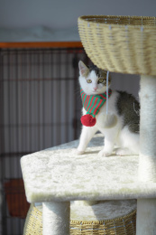 爬猫架上一只戴着围脖的猫