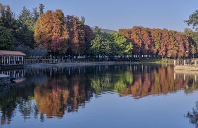 中国广州麓湖公园湖边树林黄叶秋色风景