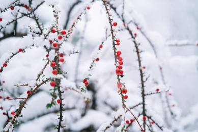白雪中的美丽红豆植物