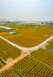 中国广东省佛山顺德区陈村花卉世界年桔盆栽
