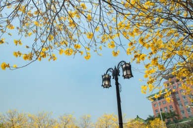 广州华南农业大学行政大楼黄花风铃盛开风景