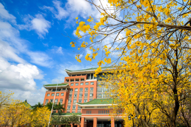 广州华南农业大学行政大楼黄花风铃盛开风景