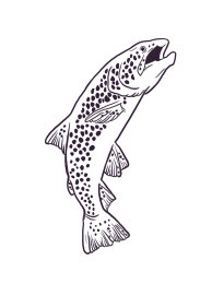 鱼黑白线稿手绘fish