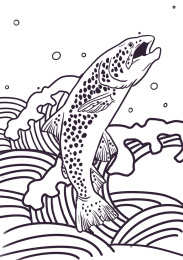 鱼跳跃浪花黑白线稿fish