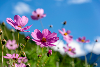 高原山坡上的格桑花
