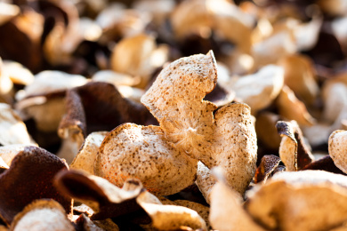 广东省江门市特产新会陈皮干晒制作过程